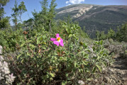 rosa Blume am Wegrand mit unscharfem Hintergrund