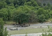 Osum-Flussbett - Ziegenherde