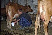 Bauer beim Melken